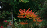 couleurs d'automne