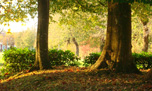platanes au couchant d'automne 