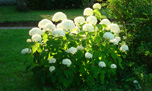 hortensia blanc