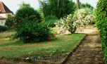 bignonia - laurier rose