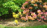 azalées-rhododendron